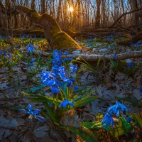 Весенний лес на закате :: Фёдор. Лашков