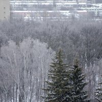 Деревья в серебре! :: Валентина  Нефёдова 