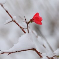 Хеномелес катаянский  в снегу. :: Оля Богданович