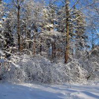 В зимнем лесу :: Galina M.