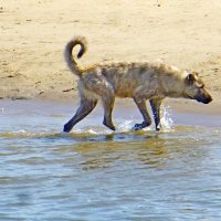 Вода есть, где же что-нибудь поесть... :: Raduzka (Надежда Веркина)