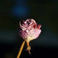 Dry Rose... :: Елизавета Мамзелева