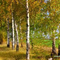 Родные берёзки, нет деревца краше! :: Восковых Анна Васильевна 