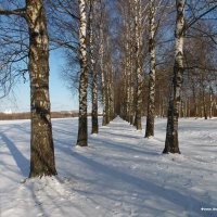 Полоцкая берёзовая алея! :: Андрей Буховецкий