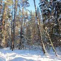 В снежном лесу :: Андрей Снегерёв