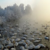 И снова о птицах зимой :: Татьяна Лютаева