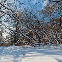 Зимние деревья :: Александр Синдерёв