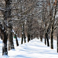 Сплетения ветвей  меж двух аллей... :: Анатолий Колосов