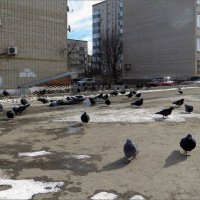 Стоит покормить голубей, они сразу становятся смелыми и даже наглыми... :: Татьяна Смоляниченко