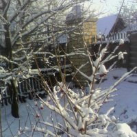 Калина в снегу :: Наталья 