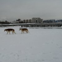 Зимой 2021 на прогулке :: Митя Дмитрий Митя