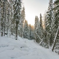 Морозная февральская тайга, -35 °C. Окрестности Ухты, Республика Коми. :: Николай Зиновьев