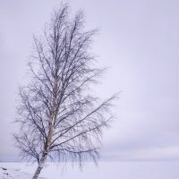 Одинокое дерево :: Роман Алексеев