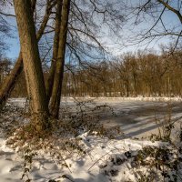 В снежном лесопарке :: Николай Гирш