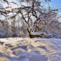 В зимней сказке :: Наталья Лакомова