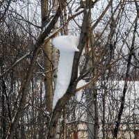 Неведомый снежный зверь :: Наталья Пендюк Пендюк