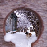 Пёс :: Роман Алексеев