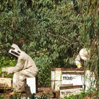 Про пчеловодов :: Гала 