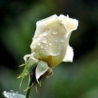 Цветы после дождя. Белая роза :: Валерий Нестеров