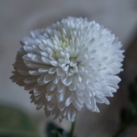 Белая хризантема. :: сергей 
