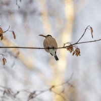 зимний лес, птички. :: юрий макаров