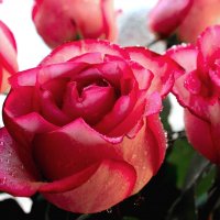 Праздничные розы :: Влад Платов