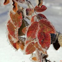 Немного цвета в морозном феврале.. :: Андрей Заломленков