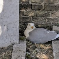 Venezia. Gabbiano sul nido. Cimitero dell Isola di San Michele. :: Игорь Олегович Кравченко