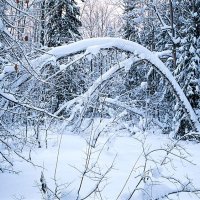 В зимнем лесу :: Сергей Курников