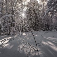 Зимнее солнце :: Vladimbormotov 