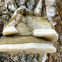 Древесный гриб на старой берёзе. :: Милешкин Владимир Алексеевич 