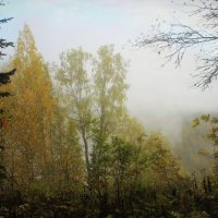 Утренний лес окутан туманом :: Сергей Чиняев 