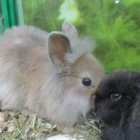 Кролики-малыши. :: Зинаида 