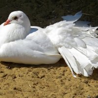 Белый голубь :: Вера Щукина