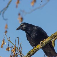 черный ворон :: vladimir 