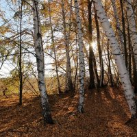 Любимые берёзки . :: Восковых Анна Васильевна 