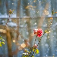 Розы зимой. :: Сергей Орлов