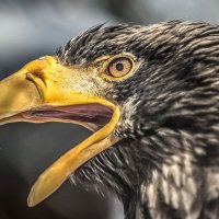 Белоплечий орлан. :: аркадий 