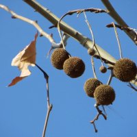 Долгоиграющие плоды-шарики платана, которые созревают в октябре, висят на дереве до весны :: Татьяна Смоляниченко