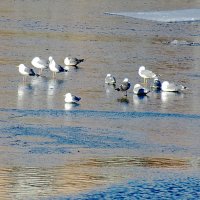 Серебристые чайки на золотистом льду :: Александр Чеботарь