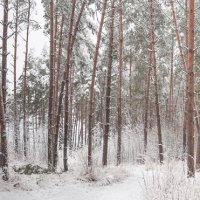 По этой зимней лесной тропинке очень часто люблю прогуливаться :: Анатолий Клепешнёв
