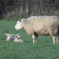 Овца с ягнятами :: Natalia Harries