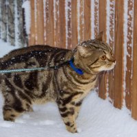 первый снег! :: Людмила Кузив-Ершова