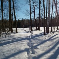 Оставляя следы на снегу :: Galina Solovova