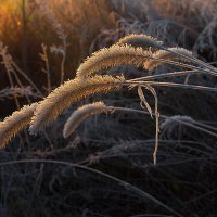 Заиневевшое утро . :: Анатолий Святой 