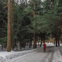 Прогулки в Весеннем Лесу :: юрий поляков