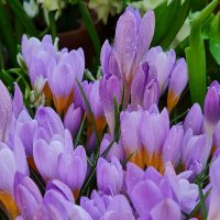 Весенние цветы 8 марта :: Надежда Лаптева