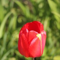 Про тюльпаны... :: Наталья Герасимова