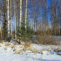 Еще в лесах белеет снег... :: Tatiana Markova