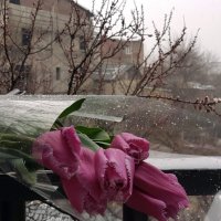 Зима поздравляет  с 8 марта! :: Наталья (D.Nat@lia)